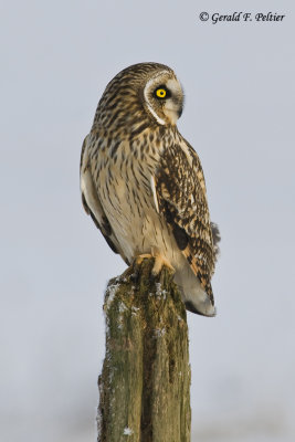   Short - eared Owl   28