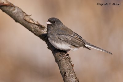   Dark - eyed Junco   3