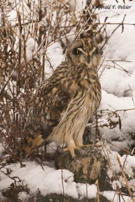   Short - eared Owl   36