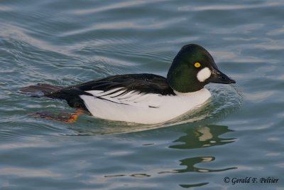   Common Goldeneye   20