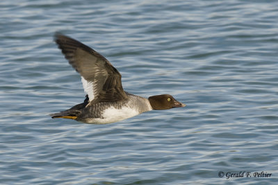   Common Goldeneye   21