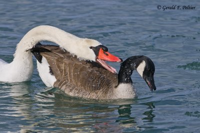    Mute Swan, chasing Canada Goose for food