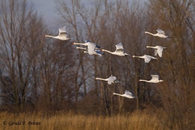    Mute & Tunda Swans 