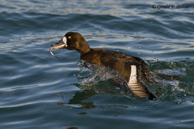 Greater Scaup  (f)   10  