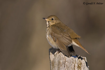  Hermit Thrush   4