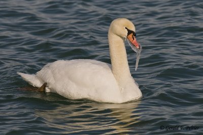   Mute Swan   26