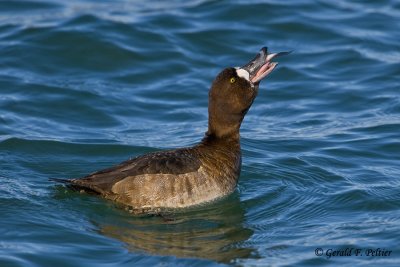  Greater Scaup  11  