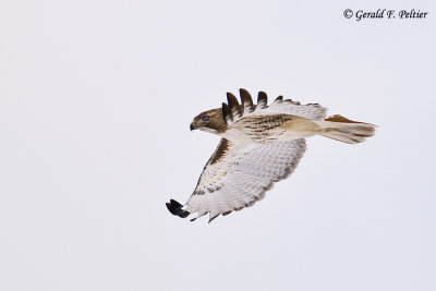   Red - tailed Hawk   13