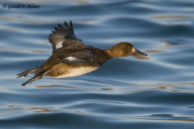   Greater Scaup  12