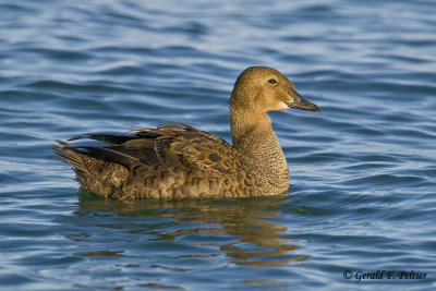   King Eider  (f)  3