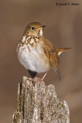   Hermit Thrush   5