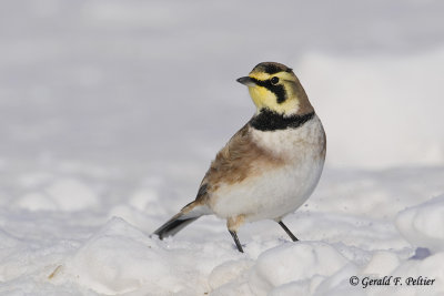   Horned Lark   3