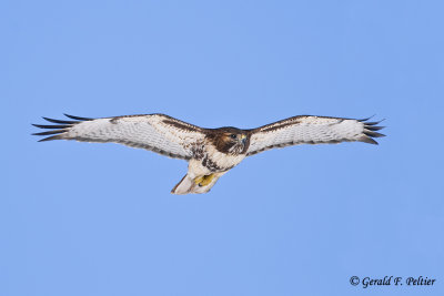    Red - tailed Hawk   14