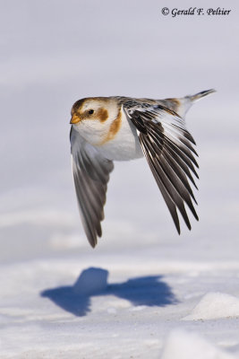   Snow Bunting   3