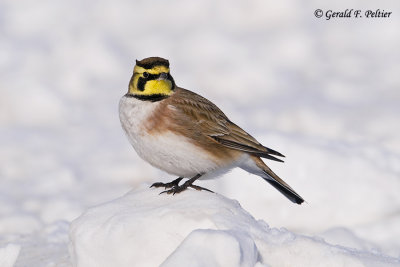   Horned Lark   5