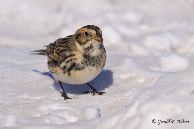  Lapland Longspur 