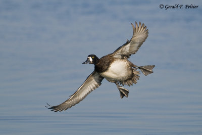    Greater Scaup   13