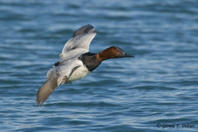    Canvasback   18