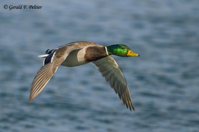    Mallard   44