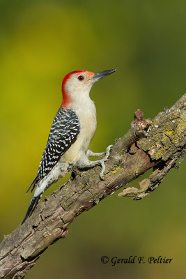 Red - bellied Woodpecker