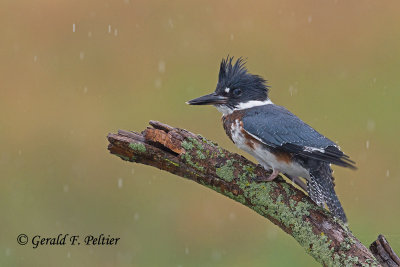 Belted  Kingfisher  ( young female ) 