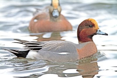 Eurasian Wigeon