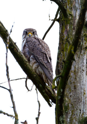 Prairie Falcon