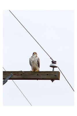 Prairie Falcon