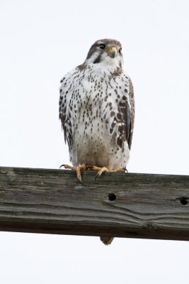 Prairie Falcon