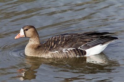 ::Greater White Fronted Goose::
