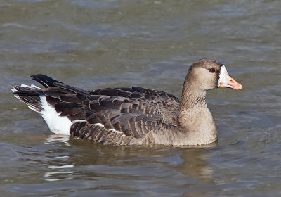 Greater White-fronted Goose