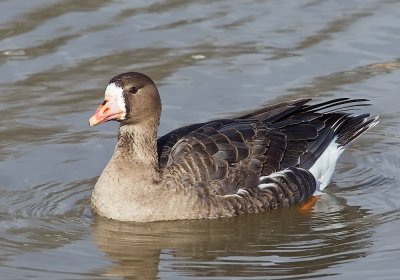 Greater White-fronted Goose