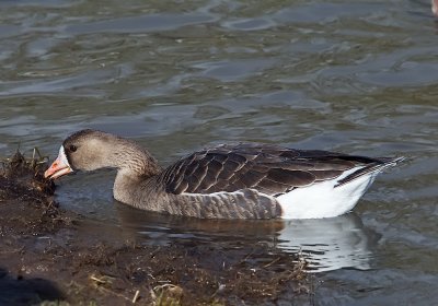 Greater White-fronted Goose