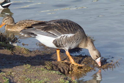 Greater White-fronted Goose