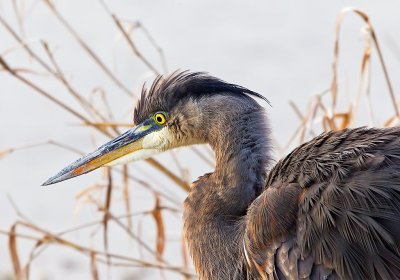 Great Blue Heron