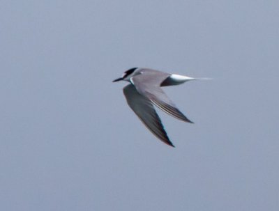 AleutianTern