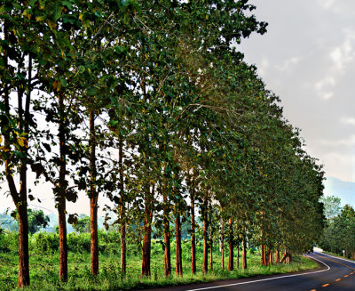Teak Wood.jpg