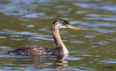 Grbe jougris / Red-necked Grebe
