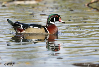 Canard branchu / Wood Duck