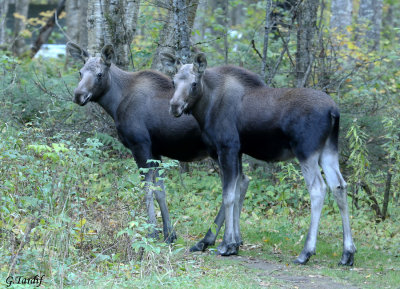 Orignal / Moose