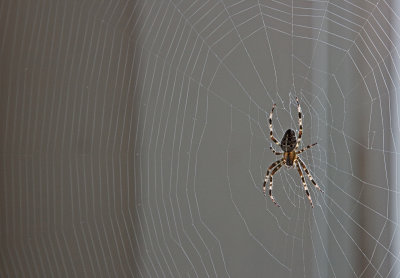spider in the laundry room 