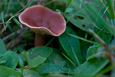 fall fungi