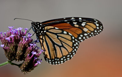 autumn monarch