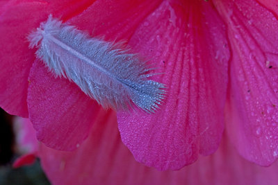 feather