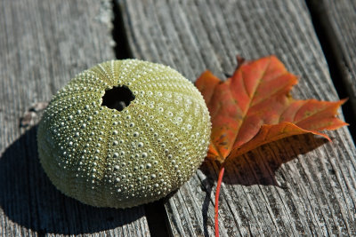 shades of autumn