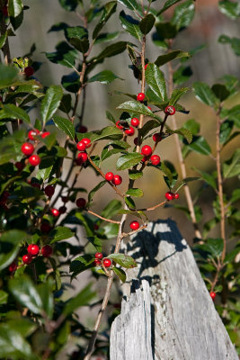 winter berry