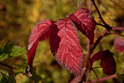 autumn blackberry
