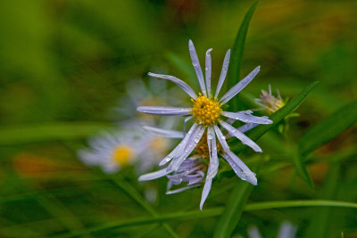 autumn aster