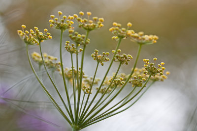 Bronze Fennel