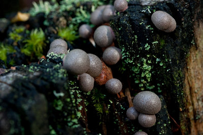 Slime Mold ~ Lycogala genus